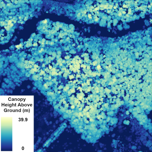 LiDAR image showing the tree heights.