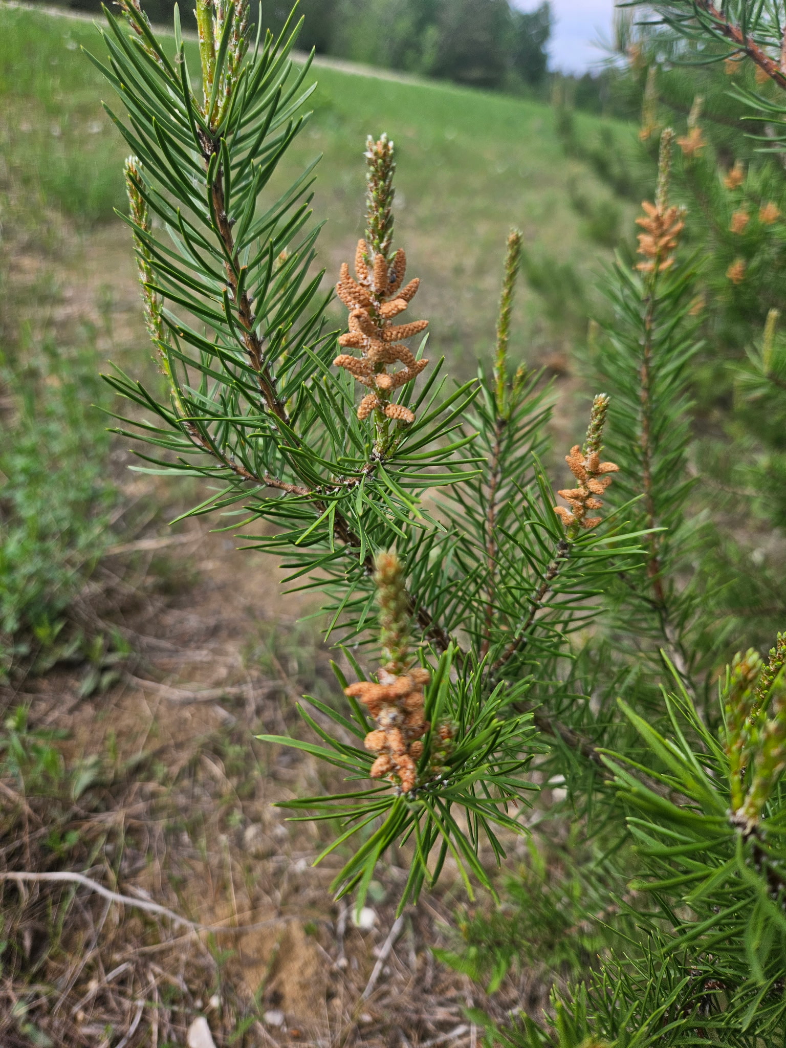 Jack pine pollen cones_05_Xavier_Iron-Still jack pine pollen cones
