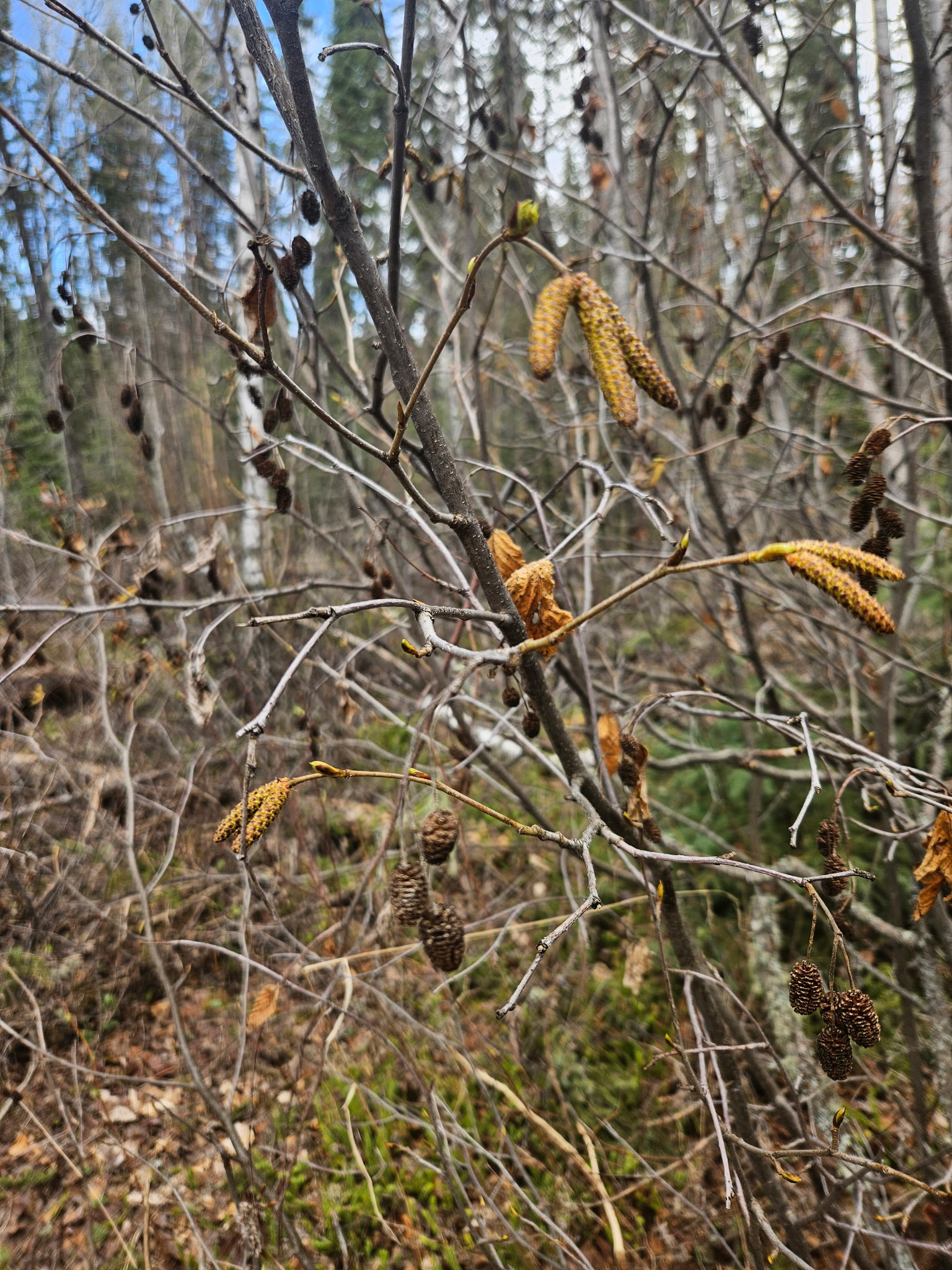 catkins of green alder observed during a seed collection_ 04_Xavier_Iron-Still leafless trees with male and female catkins